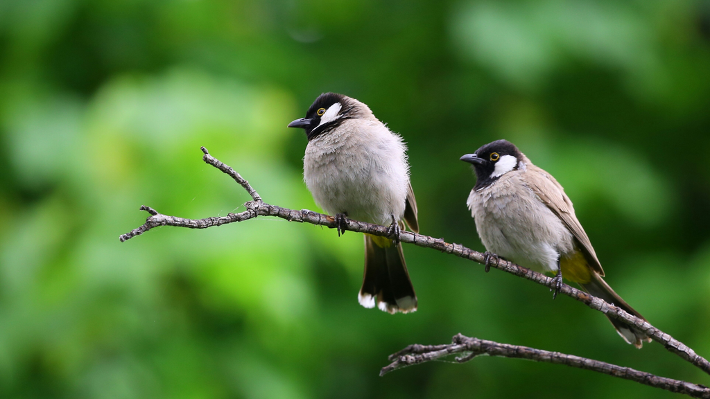 Biodiversità: ecco come possiamo e dobbiamo proteggere i nostri ecosistemi